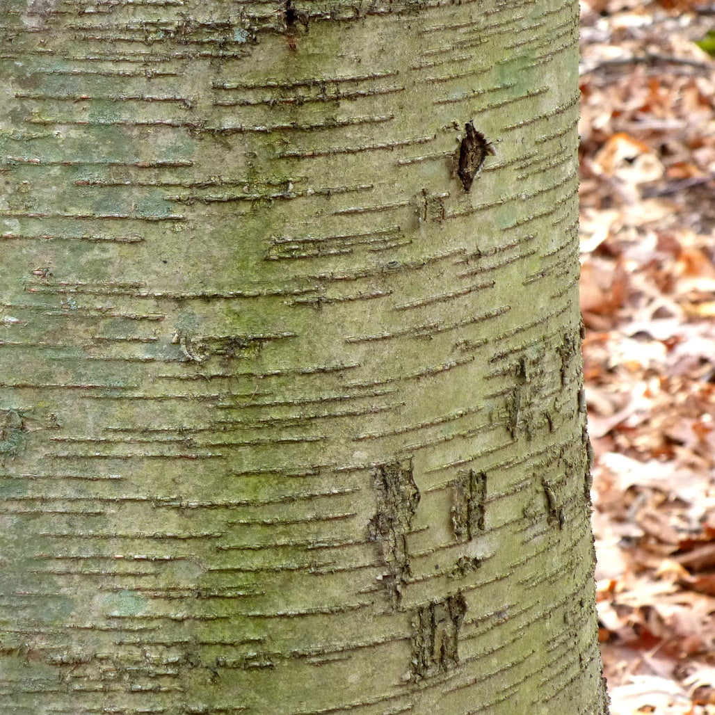 Birch (Sweet) - 10ml