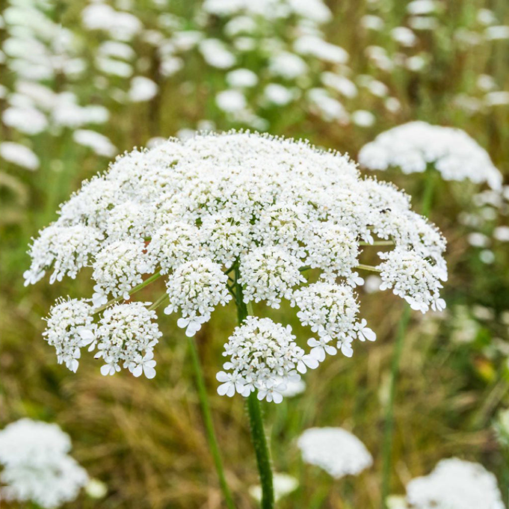 carrot flower seed Carrot Seed