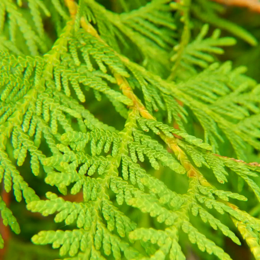 Cedarleaf - 10ml