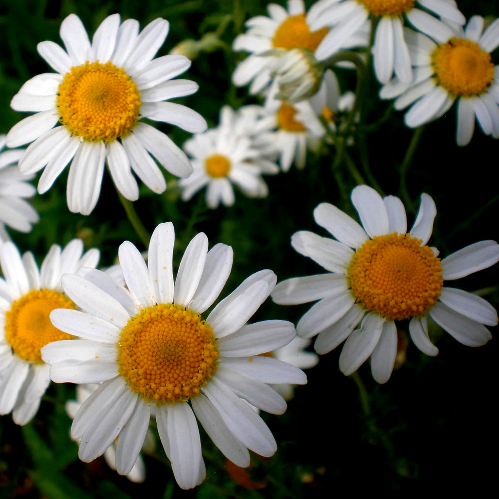 Chamomile (Roman) - 10ml