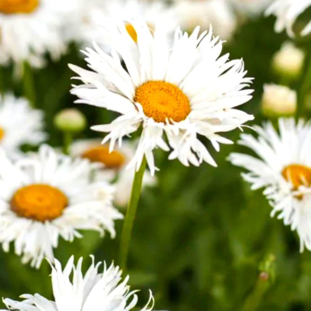 Chamomile (Wild Maroc) - 10ml