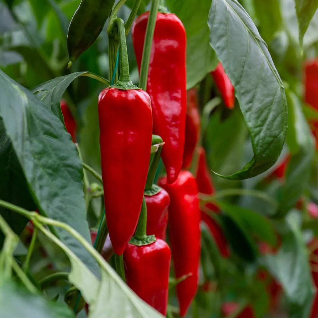 Chilli Seed - 10ml