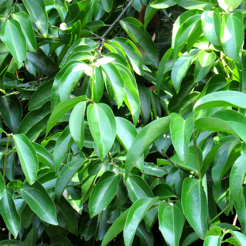 Cinnamon Leaf - 10ml