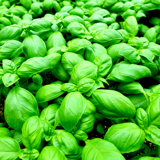 Basil - 10ml
