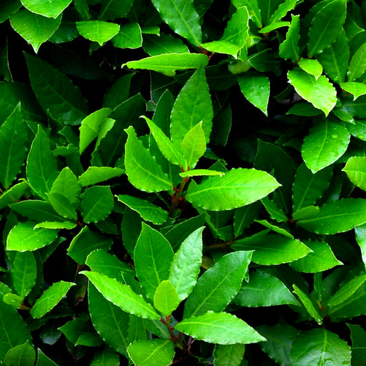 Bay Laurel - 10ml