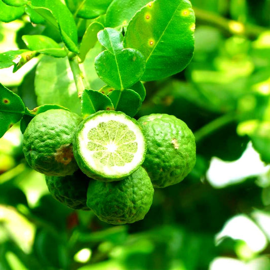 Bergamot (Bergaptene Free) - 10ml