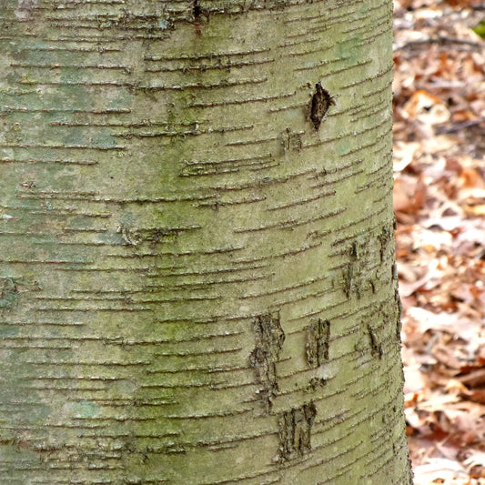 Birch (Sweet) - 10ml