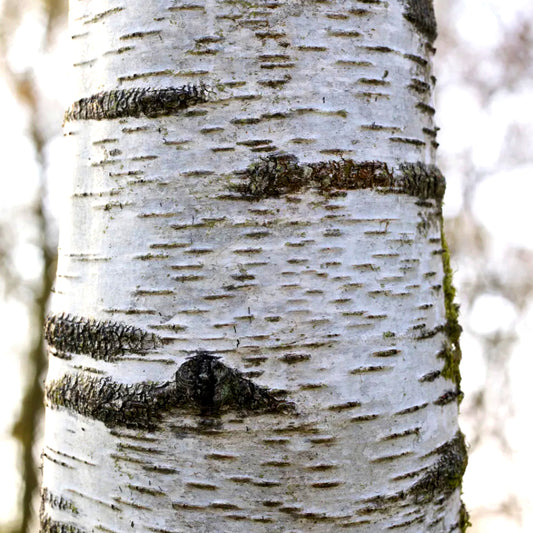 Birch (Tar) - 10ml