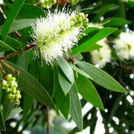 Cajeput - 10ml