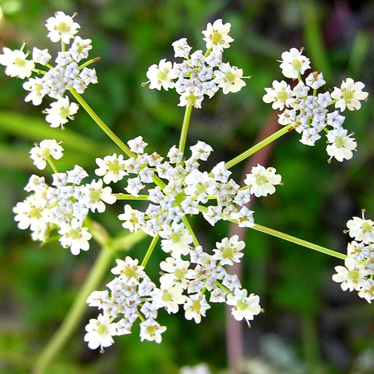Caraway - 10ml