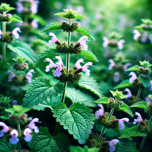 Catnip - 10ml