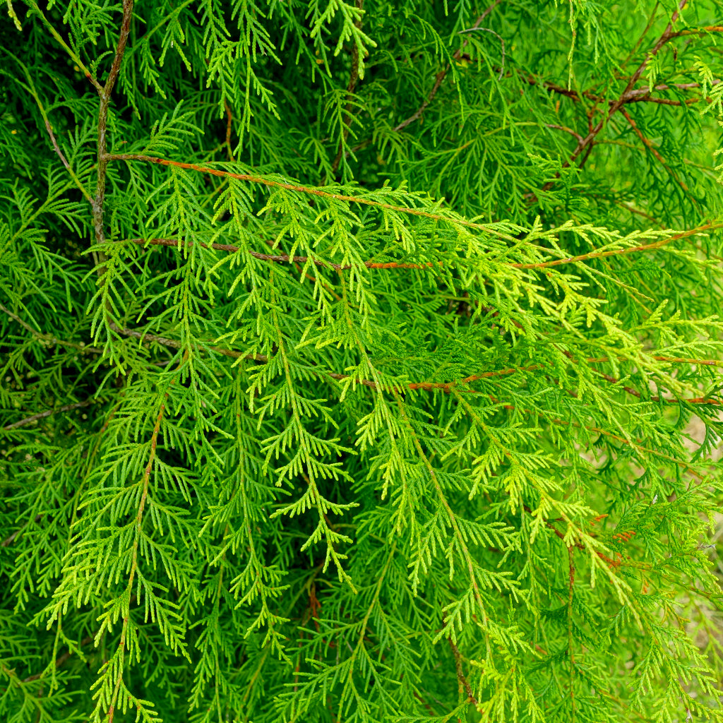 Cedarwood Chinese - 10ml