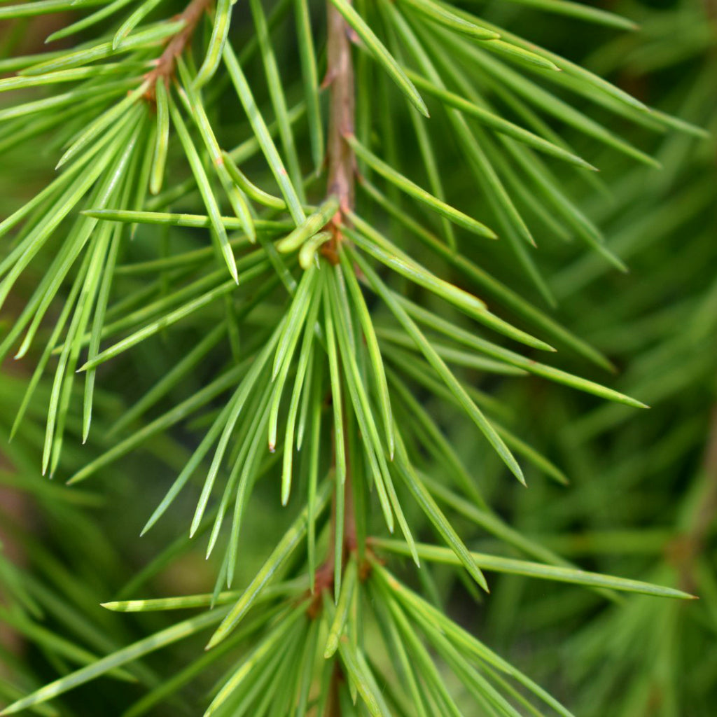Cedarwood Himalayan - 10ml