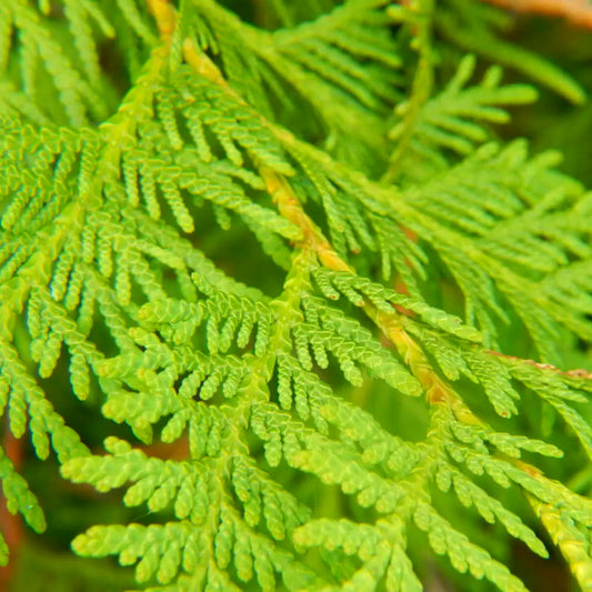 Cedarleaf - 10ml