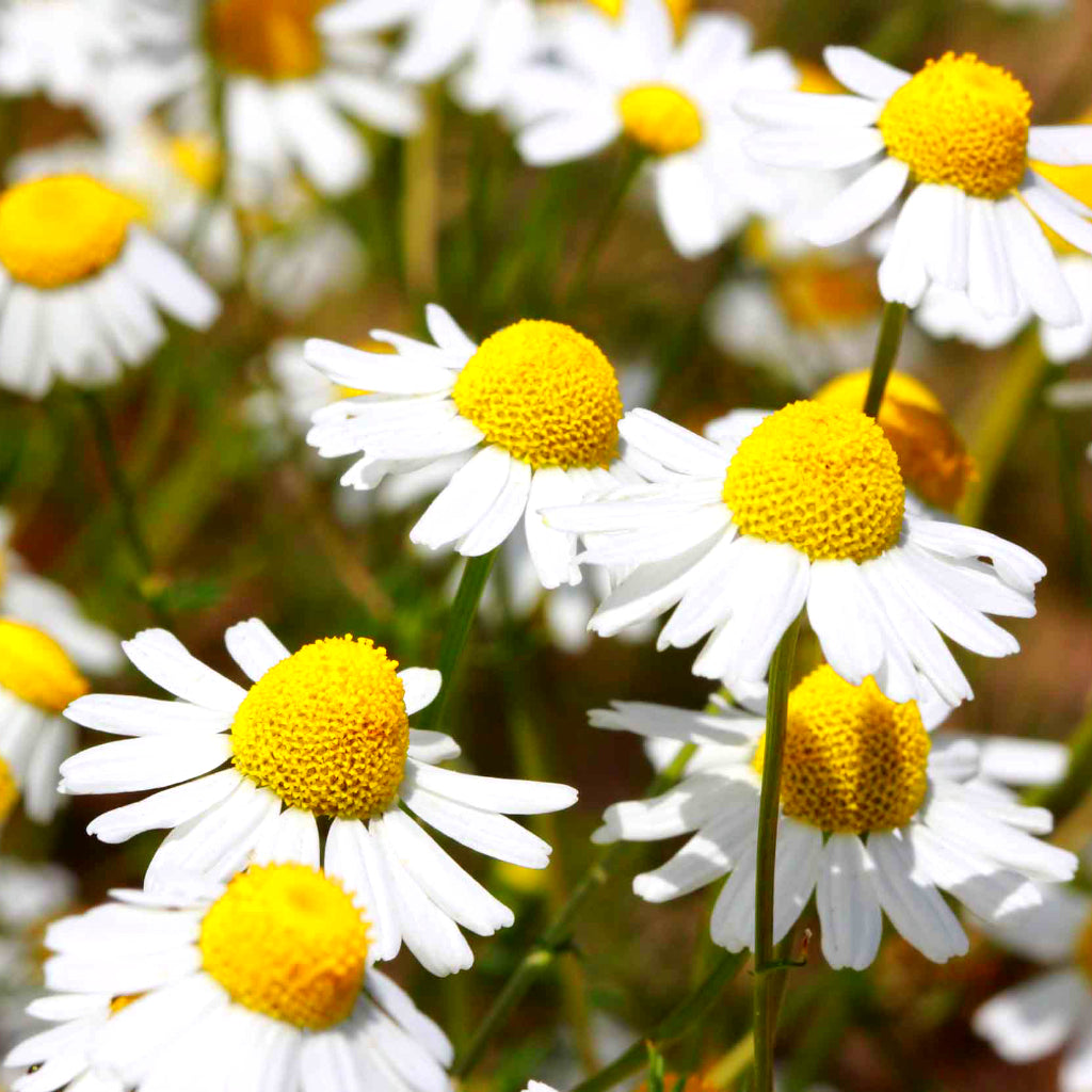 Chamomile (German Blue) - 10ml
