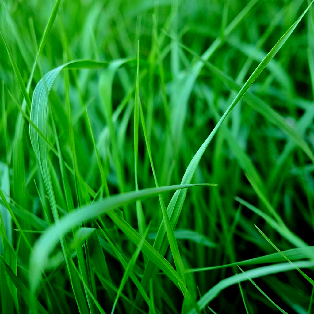 Citronella (Java) - 10ml