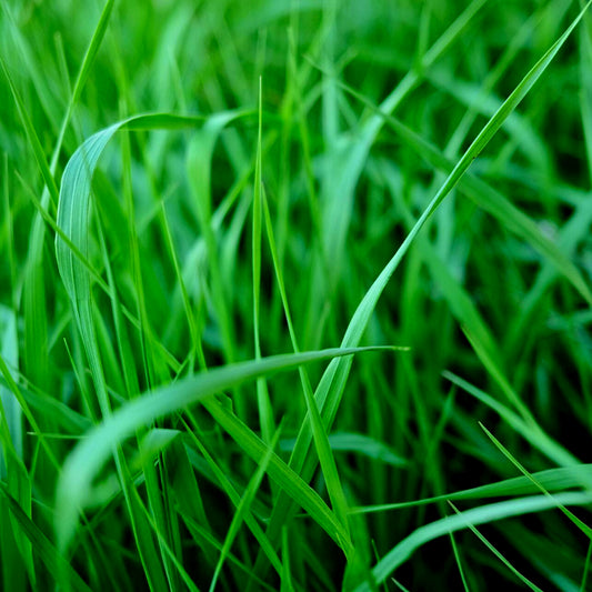Citronella (Java) - 10ml